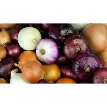 Onion (8)-9888044-31086.webp